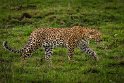 047 Masai Mara, luipaard
